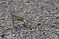 Chihuahuan Greater Earless Lizard 4970